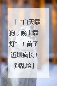 “白天靠狗，晚上靠灯”！菌子近期疯长！别乱捡
