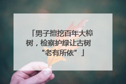 男子擅挖百年大樟树，检察护绿让古树“老有所依”