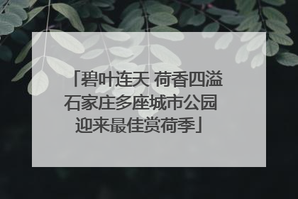 碧叶连天 荷香四溢 石家庄多座城市公园迎来最佳赏荷季