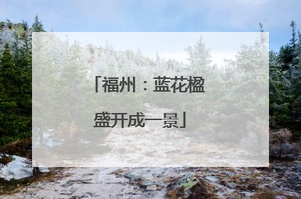 福州：蓝花楹盛开成一景