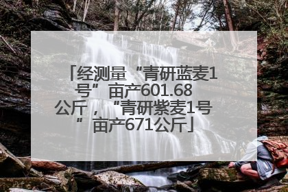 经测量“青研蓝麦1号”亩产601.68公斤，“青研紫麦1号”亩产671公斤