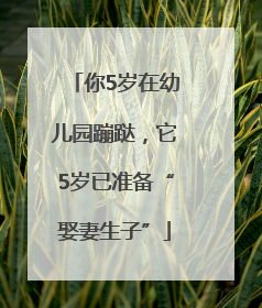 你5岁在幼儿园蹦跶，它5岁已准备“娶妻生子”