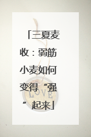 三夏麦收：弱筋小麦如何变得“强”起来