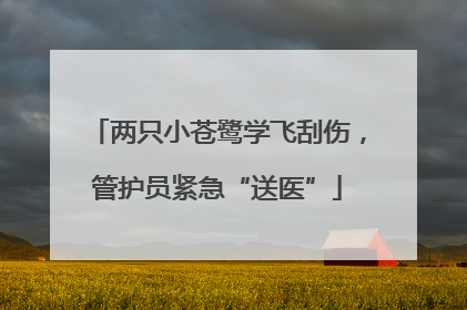 两只小苍鹭学飞刮伤，管护员紧急“送医”
