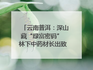 云南普洱：深山藏“绿富密码” 林下中药材长出致富新图景