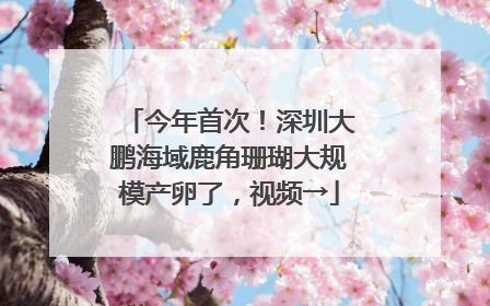 今年首次！深圳大鹏海域鹿角珊瑚大规模产卵了，视频→
