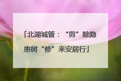 北湖城管：“剪”除隐患树“修”来安居行