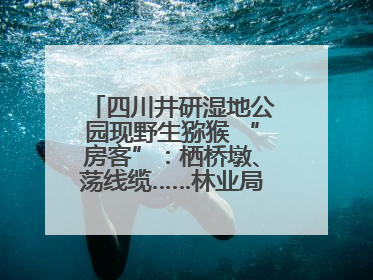 四川井研湿地公园现野生猕猴 “房客”：栖桥墩、荡线缆……林业局：已“请”到救助站，将放归自然