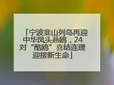 宁波韭山列岛再迎中华凤头燕鸥，24对“酷鸥”喜结连理迎接新生命