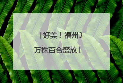 好美！福州3万株百合盛放