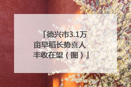 德兴市3.1万亩早稻长势喜人 丰收在望（图）