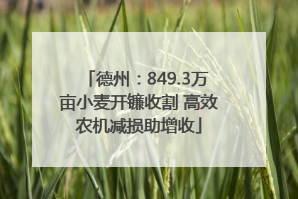 德州：849.3万亩小麦开镰收割 高效农机减损助增收