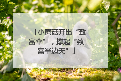 小蘑菇开出“致富伞”，撑起“致富半边天”