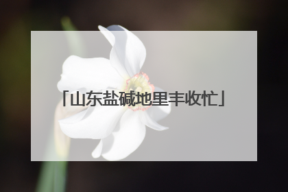 山东盐碱地里丰收忙