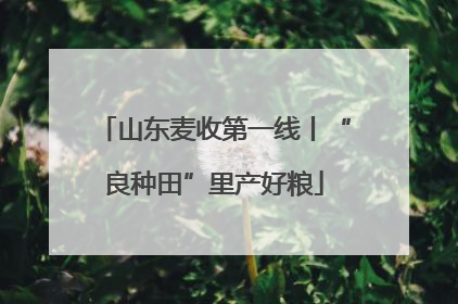 山东麦收第一线丨“良种田”里产好粮
