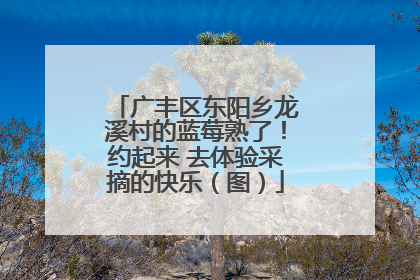 广丰区东阳乡龙溪村的蓝莓熟了！约起来 去体验采摘的快乐（图）