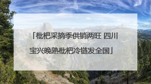 枇杷采摘季供销两旺 四川宝兴晚熟枇杷冷链发全国