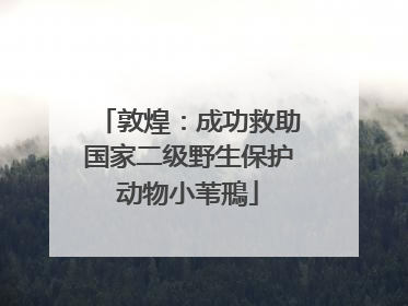 敦煌：成功救助国家二级野生保护动物小苇鳽