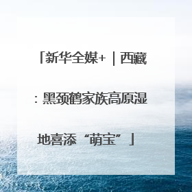 新华全媒+｜西藏：黑颈鹤家族高原湿地喜添“萌宝”