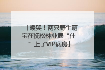 暖哭！两只野生萌宝在抚松林业局“住”上了VIP病房