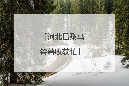 河北昌黎马铃薯收获忙
