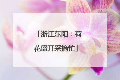 浙江东阳：荷花盛开采摘忙
