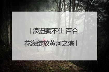 浪漫藏不住 百合花海绽放黄河之滨