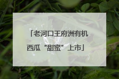 老河口王府洲有机西瓜“甜蜜”上市