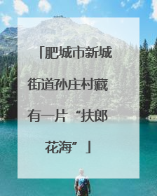 肥城市新城街道孙庄村藏有一片“扶郎花海”