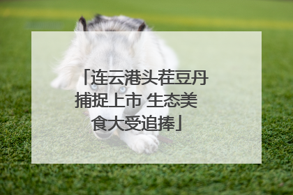 连云港头茬豆丹捕捉上市 生态美食大受追捧