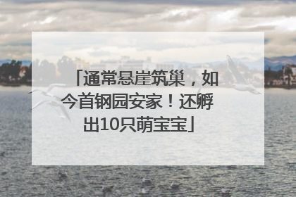 通常悬崖筑巢，如今首钢园安家！还孵出10只萌宝宝
