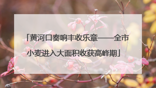 黄河口奏响丰收乐章——全市小麦进入大面积收获高峰期