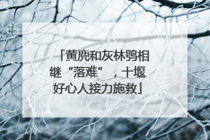 黄麂和灰林鸮相继“落难”，十堰好心人接力施救