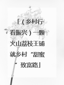 （乡村行·看振兴）一颗火山荔枝王铺就乡村“甜蜜”致富路