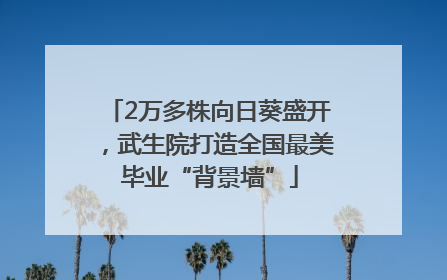 2万多株向日葵盛开，武生院打造全国最美毕业“背景墙”